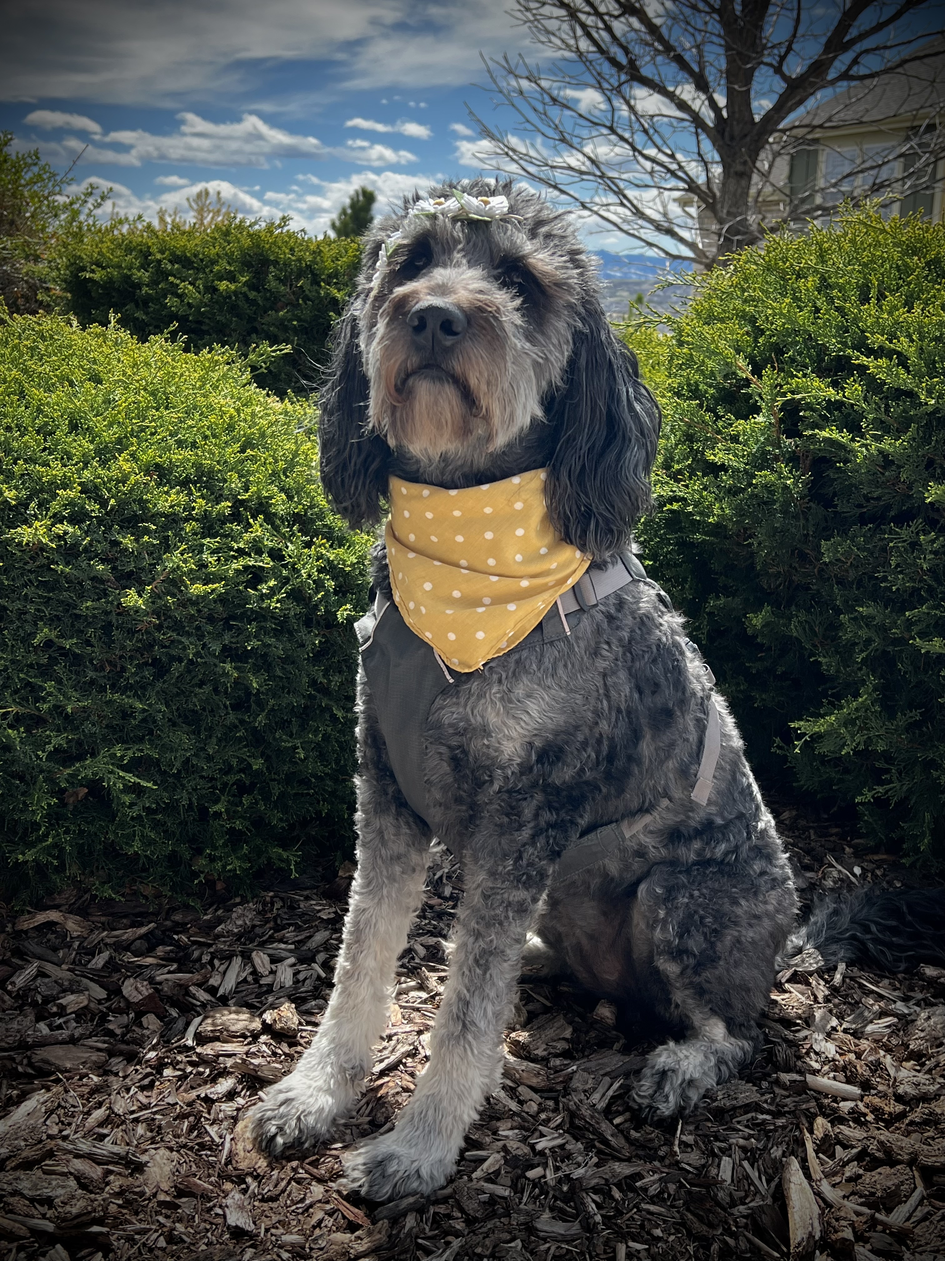Oakley the Golden-Doodle